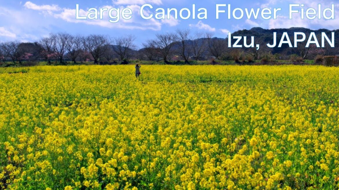 【JAPAN TRAVEL：IZU, Shizuoka】Walk in Large Canola Flower Field　Spring comes in Japan
